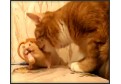 Cel mai lacom hamster!