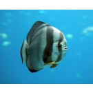 Cele mai ciudate creaturi marine!