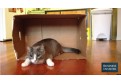 De ce le plac pisicilor cutiile? Iata explicatia oamenilor de stiinta!