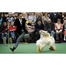 European DogShow 2013 la Geneva
