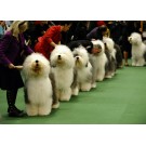 Expozitia internationala canina de la Luxemburg