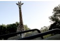 O girafa nervoasa ataca turisti!