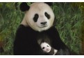 O ursoaica panda isi iubeste cu adevarat puiul!