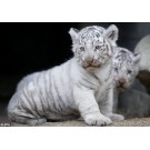 Patru pui de tigru alb si-au facut debutul la Gradina Zoologica din Tokyo