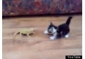 Pisica versus soparle!