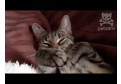 Reactia adorabila a unei pisicute la sunetul facut de foarfece!