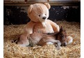 Un ponei orfan doarme cu un ursulet de plus!