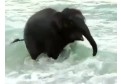 Un pui de elefant se joaca in ocean pentru prima oara in viata lui!