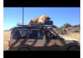 Un tigru adoarme pe acoperisul unei masini!