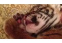Un tigru de Sumatra isi face siesta!