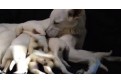 Video emotionant: Catelusii sunt la ora mesei