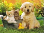 Cat de bine cunosti animalele de companie?