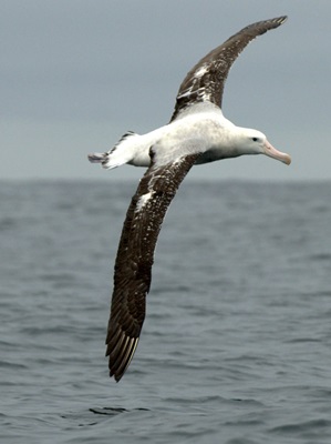 albatros-in-zbor-reproducere