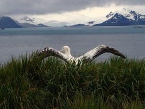 albatros-pe-apa-diomedea-exulans