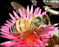 albina-lucratoare-polen