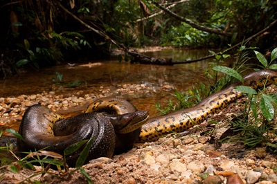 anaconda-in-apa-vietate