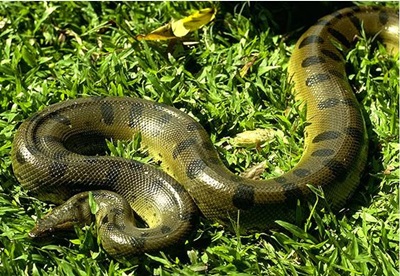 anaconda-in-iarba-schimbarile-mediului-de-viata
