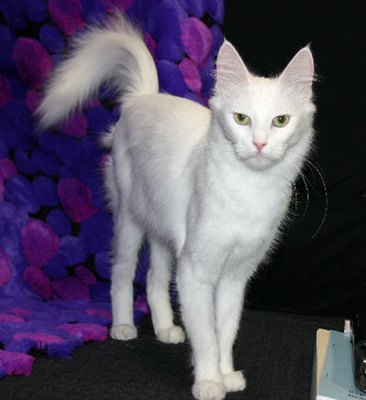 angora-turceasca-pisica-salbatica