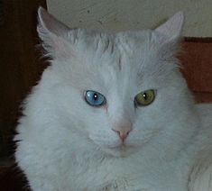angora-turceasca-culoare-ochi-blana-matasoasa