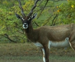 antilopa-cu-coarne-spiralate-poze-antilope-cervicapra