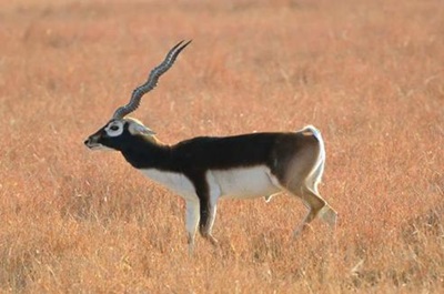 antilopa-cu-coarne-spiralate-zonele-impadurite