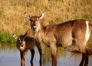 antilopa-de-apa-imagini-dependenta-de-apa