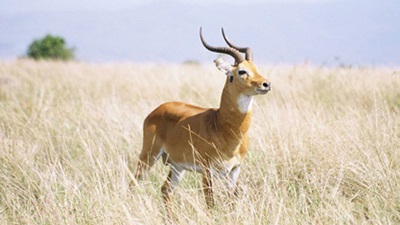 antilopa-de-mlastina-imagini-animal-ierbivor