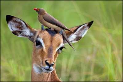 antilopa-impala-imagini-zonele-impadurite