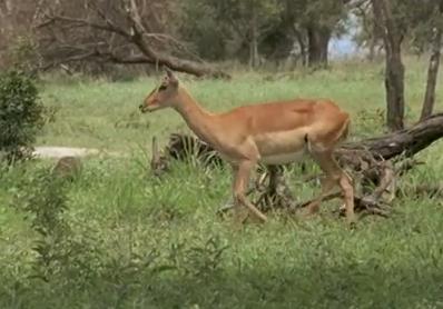 antilopa-impala-in-savana-animal-diurn