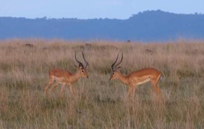 antilopa-impala-masculi-rumegatoare