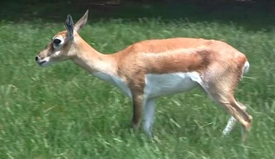 antilopa-impala-profil-aepyceros-melampus