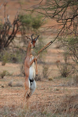 antilopa-in-doua-picioare-animale-carnivore