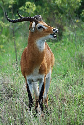 antilopa-kobus-kob-pradatori