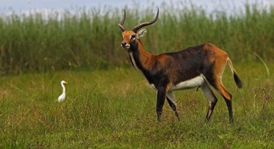 antilopa-kobus-leche-iarba