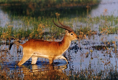antilopa-lechwe-reproducere