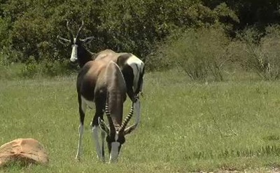 antilopa-lira-bontebok-imagini-adapost