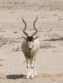 antilopa-mendes-Addax-nasomaculatus-desert