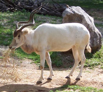 antilopa-mendes-addax-nasomaculatus