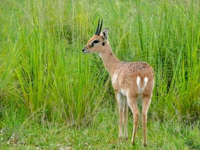 antilopa-oribi-imagini-mamifer-solitar