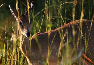 antilopa-oribi-poze-iarba