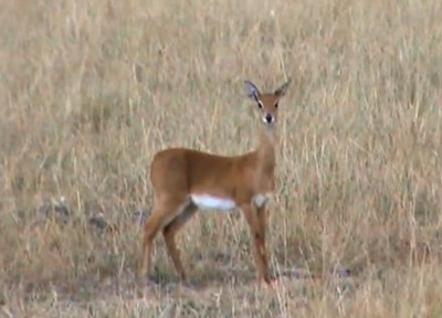 antilopa-oribi-blana-matasoasaa