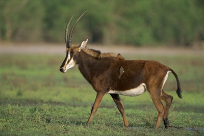 antilopa-samur-imagini-animal-nocturn-si-diurn