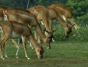 antilope-cu-coarne-spiralate-animal-ierbivor
