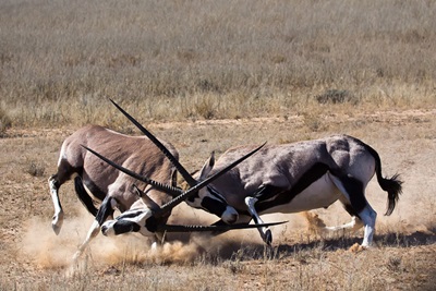antilope-lupta-animal-erbivor