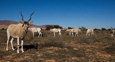 antilope-mendes-iarba