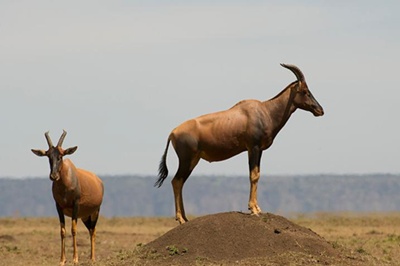 antilope-sasabi-apa
