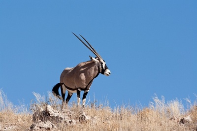 beisa-sud-africana-oryx-gazella-animal-poligam