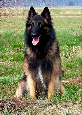 belgian-tervueren-competitii