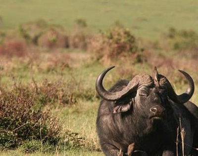 bivol-african-coarne-iarba