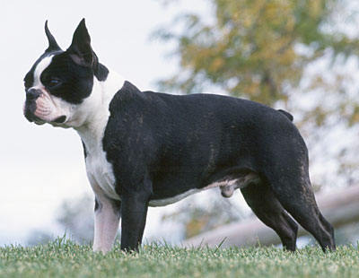 boston-terrier-in-iarba-origine-si-istoric